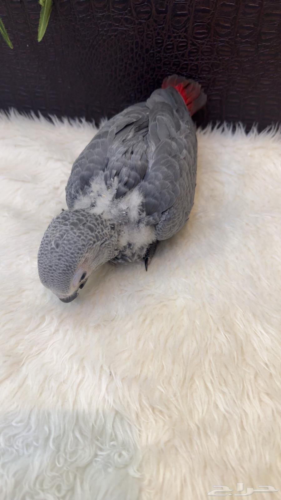 Kasco Chicken, Local Production64398423955202110