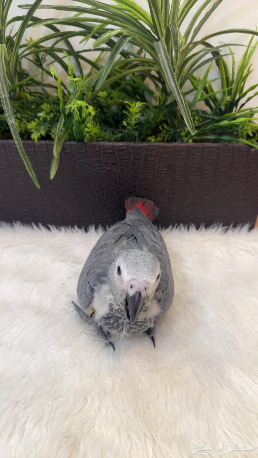 Kasco Chicken, Local Production64398423955202114