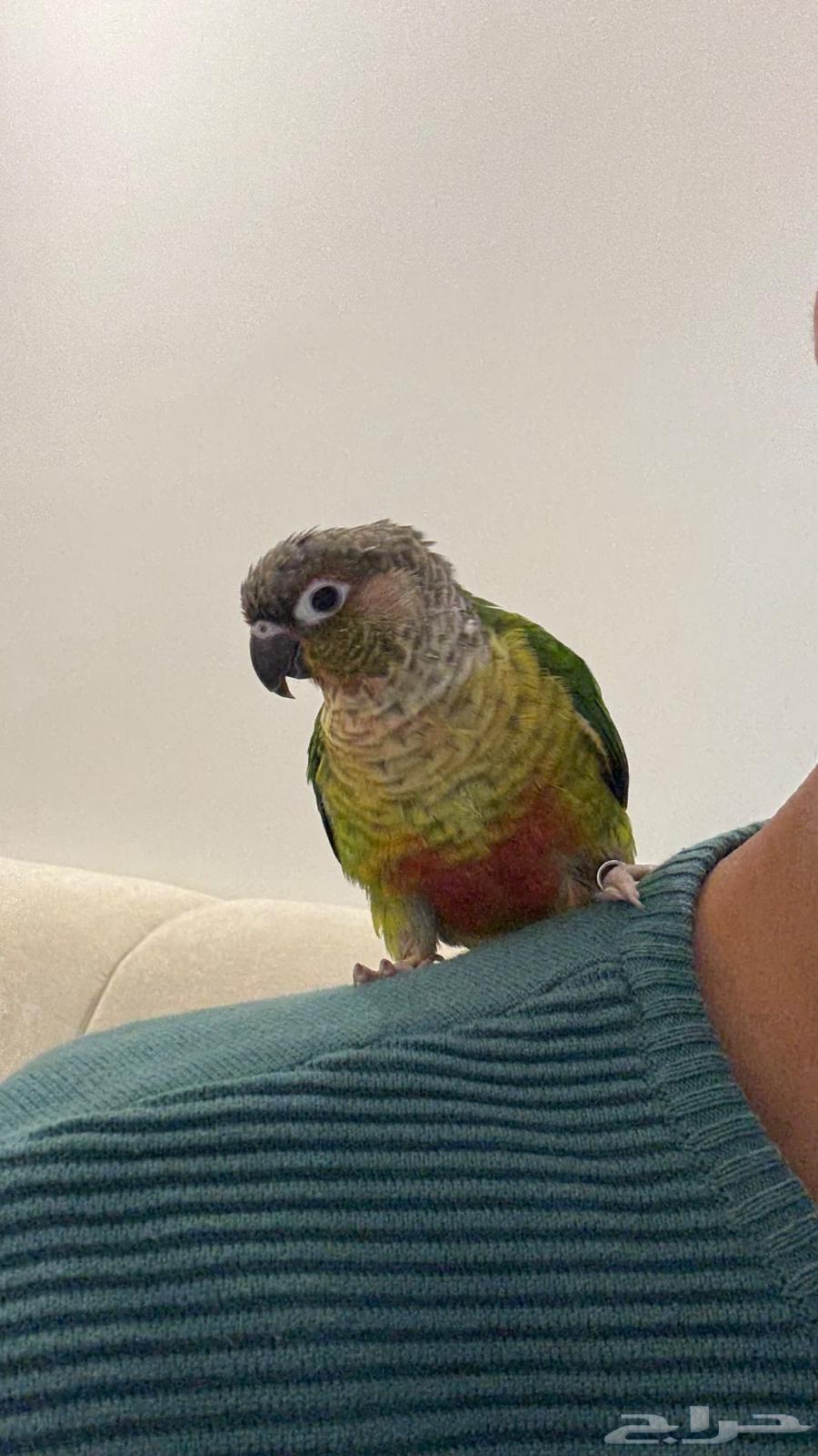 ببغاء كنيور للبيع64398493097346110