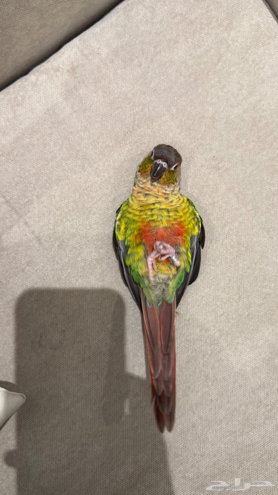 ببغاء كنيور للبيع64398493097346111