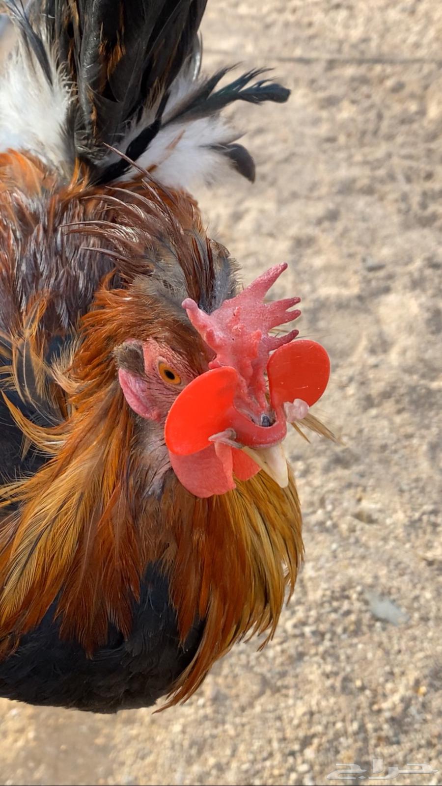 ديك عربي افرق64397838870786110