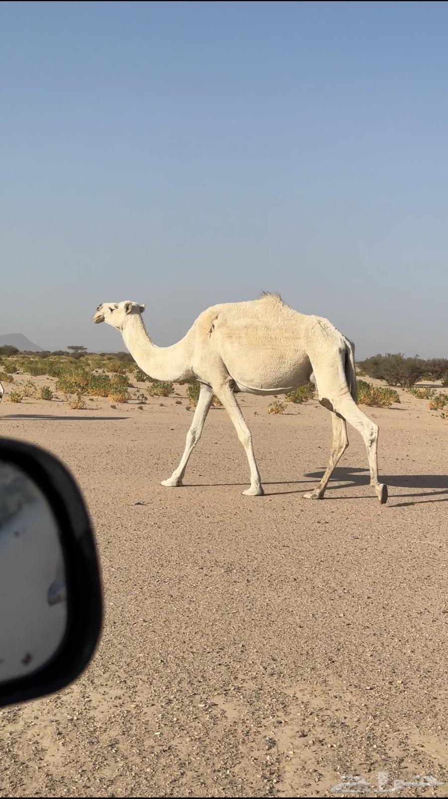 ناقه للبيع مبيوع ولدها قبل شهر .64395268989058110