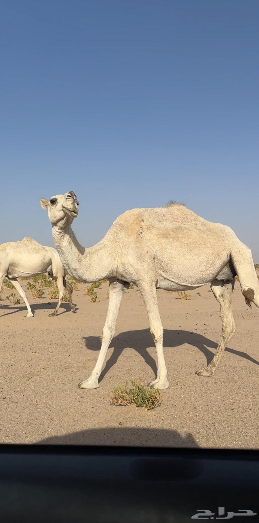 ناقه للبيع مبيوع ولدها قبل شهر .64395268989058111