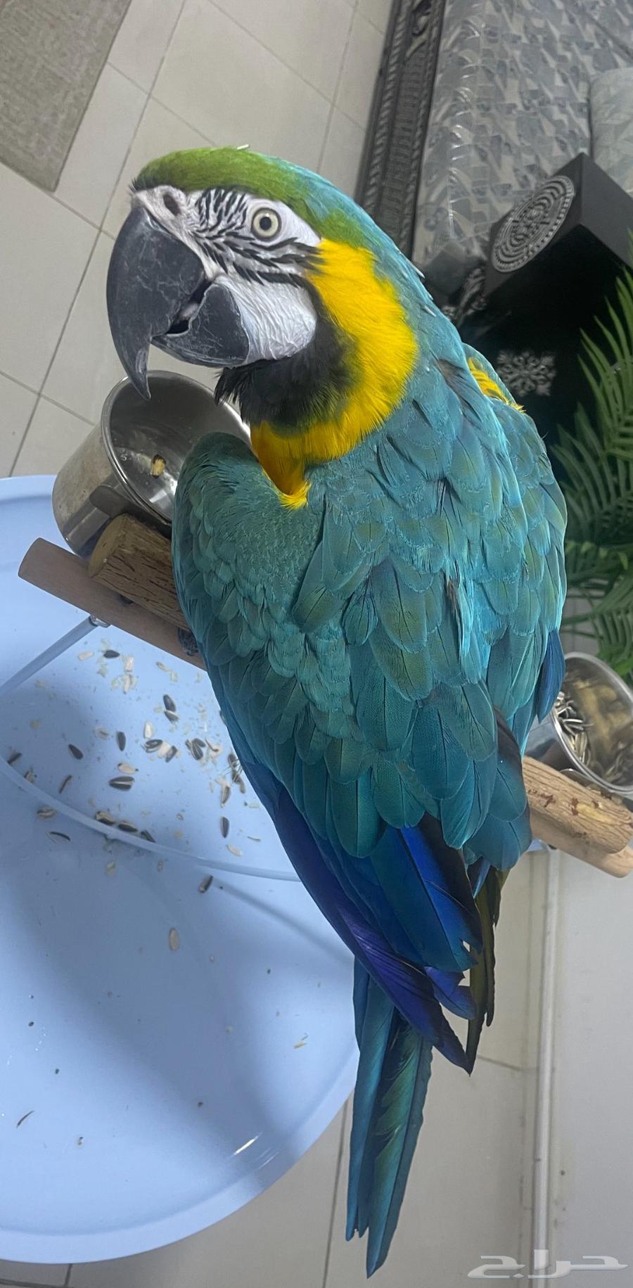 مكاو بغبغاء طير64398061301251111