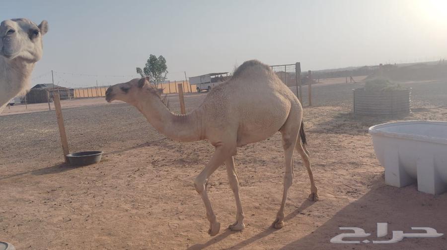 قعود فل شحم للبيع64400925179906110