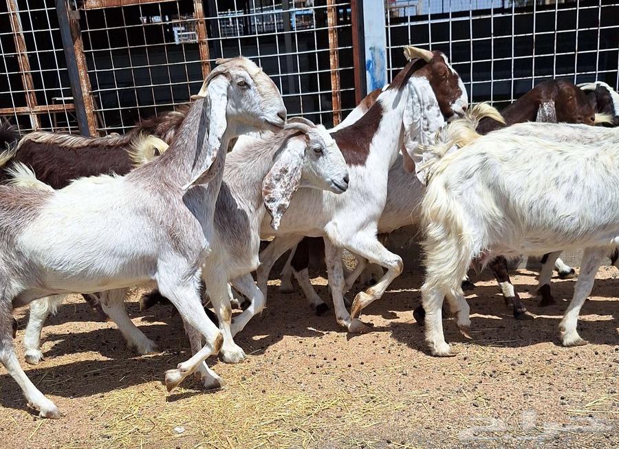 معزا مصريات منايح مشاريك طيبه العدد 11 با الفحل دفيع للقناي64396616892419113