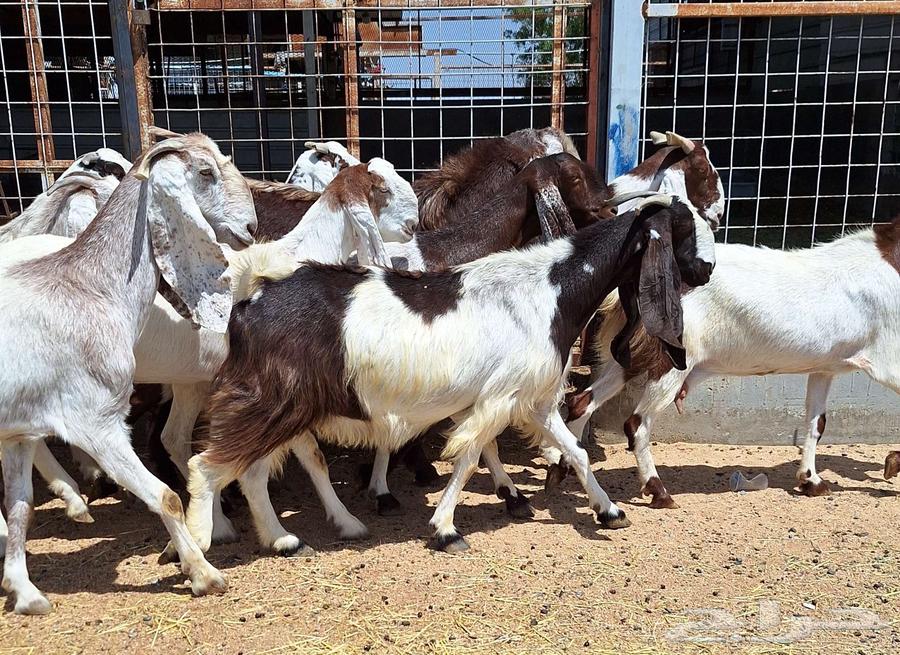 معزا مصريات منايح مشاريك طيبه العدد 11 با الفحل دفيع للقناي64396616892419114