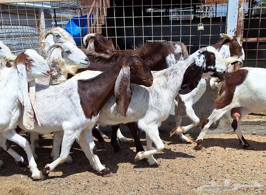 معزا مصريات منايح مشاريك طيبه العدد 11 با الفحل دفيع للقناي64396616892419110