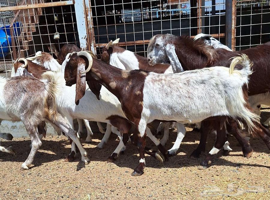 معزا مصريات منايح مشاريك طيبه العدد 11 با الفحل دفيع للقناي64396616892419112