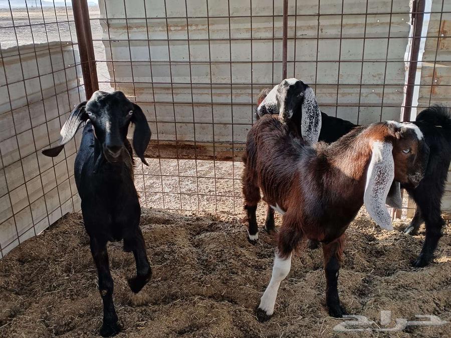 Tibs and Jafarteen64395199606147110