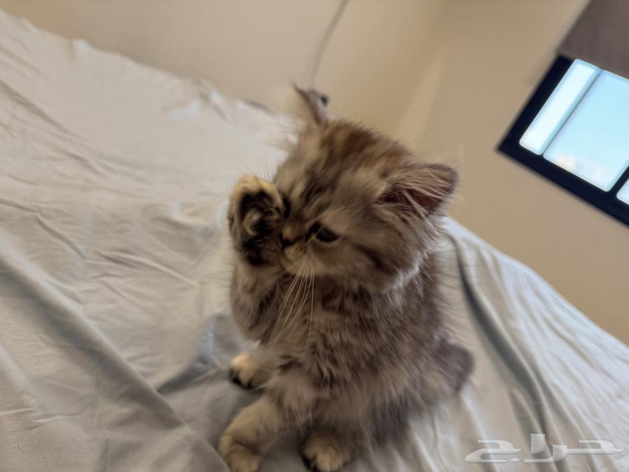 قط من نسل. سلالة خاصة64399410924417114