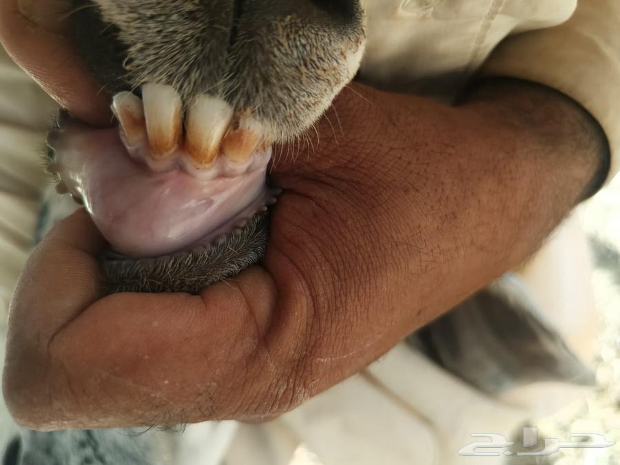 معزا للبيع معها ولدها64401299954307110