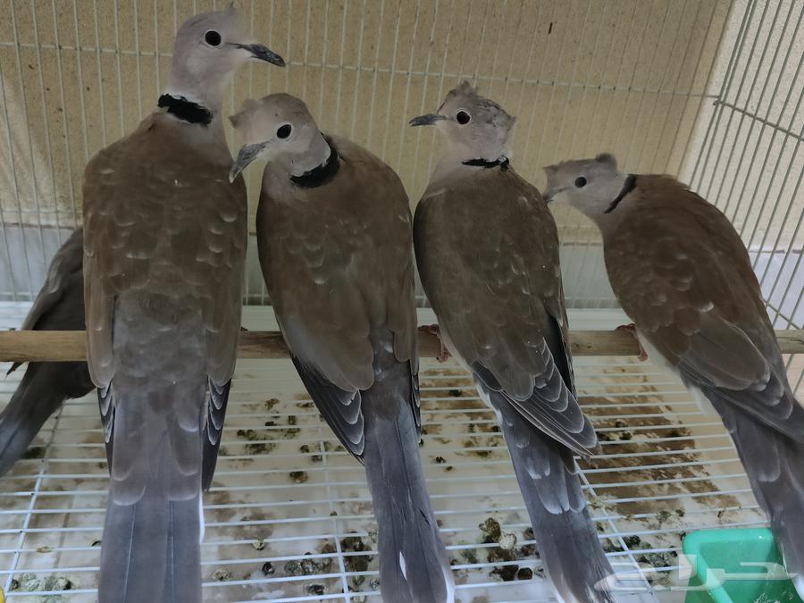 ياكريم هولندي قرزل كرزل بدي يمام مطوق وهجين64397728101633110