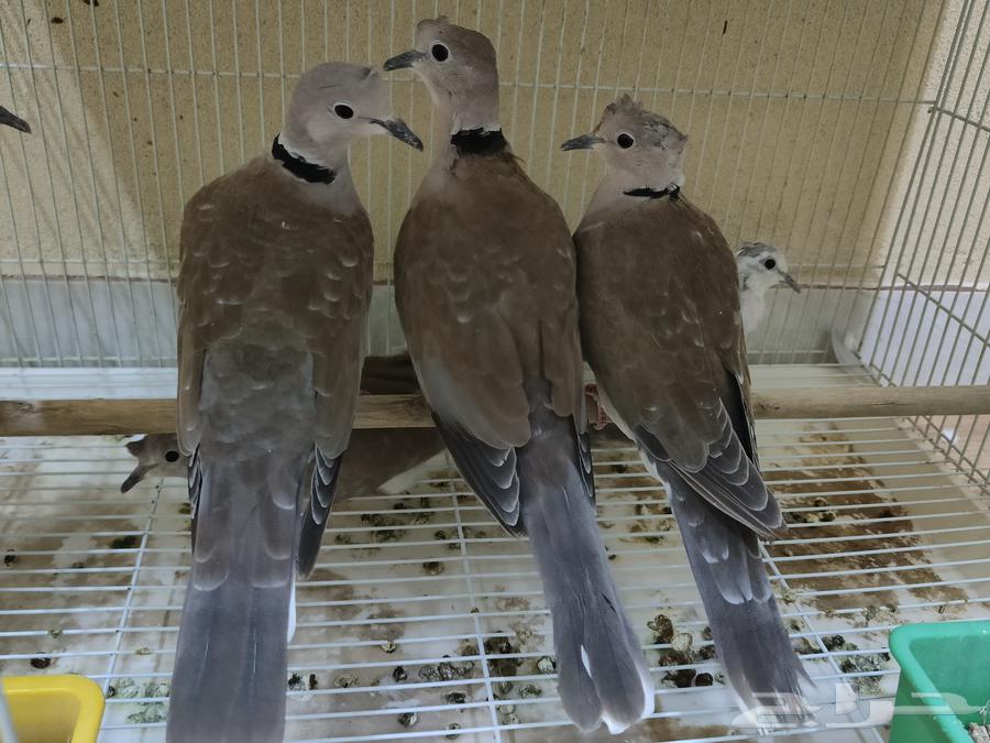 ياكريم هولندي قرزل كرزل بدي يمام مطوق وهجين64397728101633111