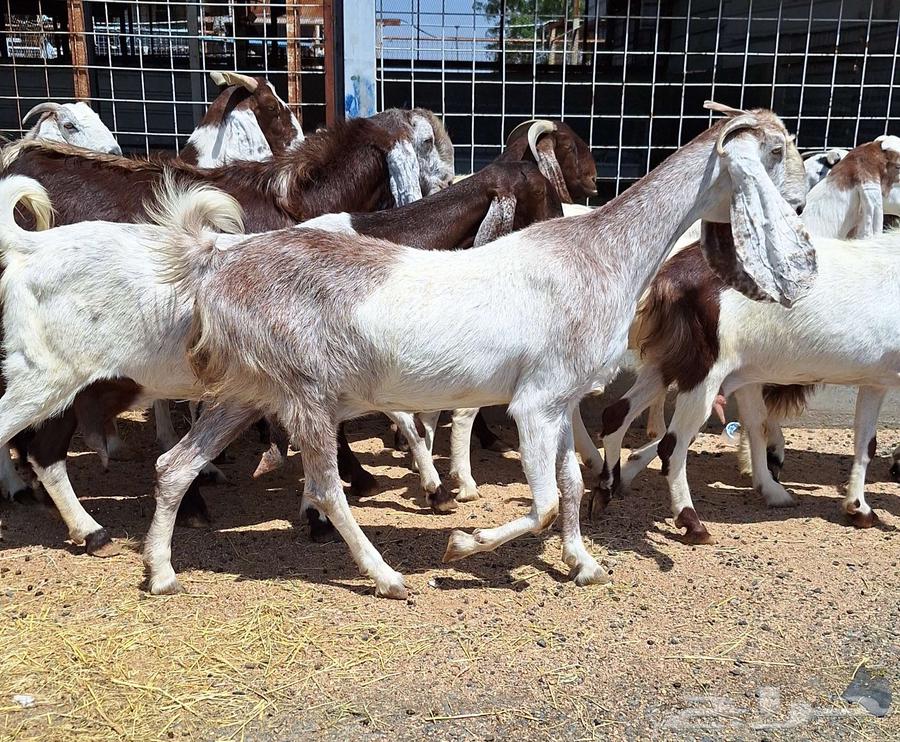 معزا مصريات منايح مشاريك طيبه العدد 11 با الفحل دفيع للقناي64396616892419111