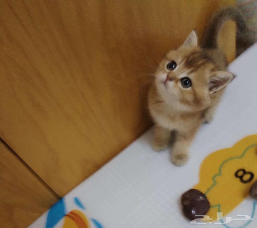 قطط سكوتش جولد بيور فولد وستريت64400120620930113