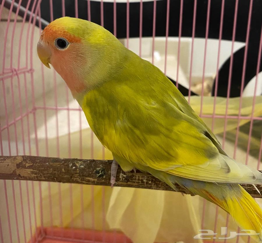 Bird of the day64398520684419112