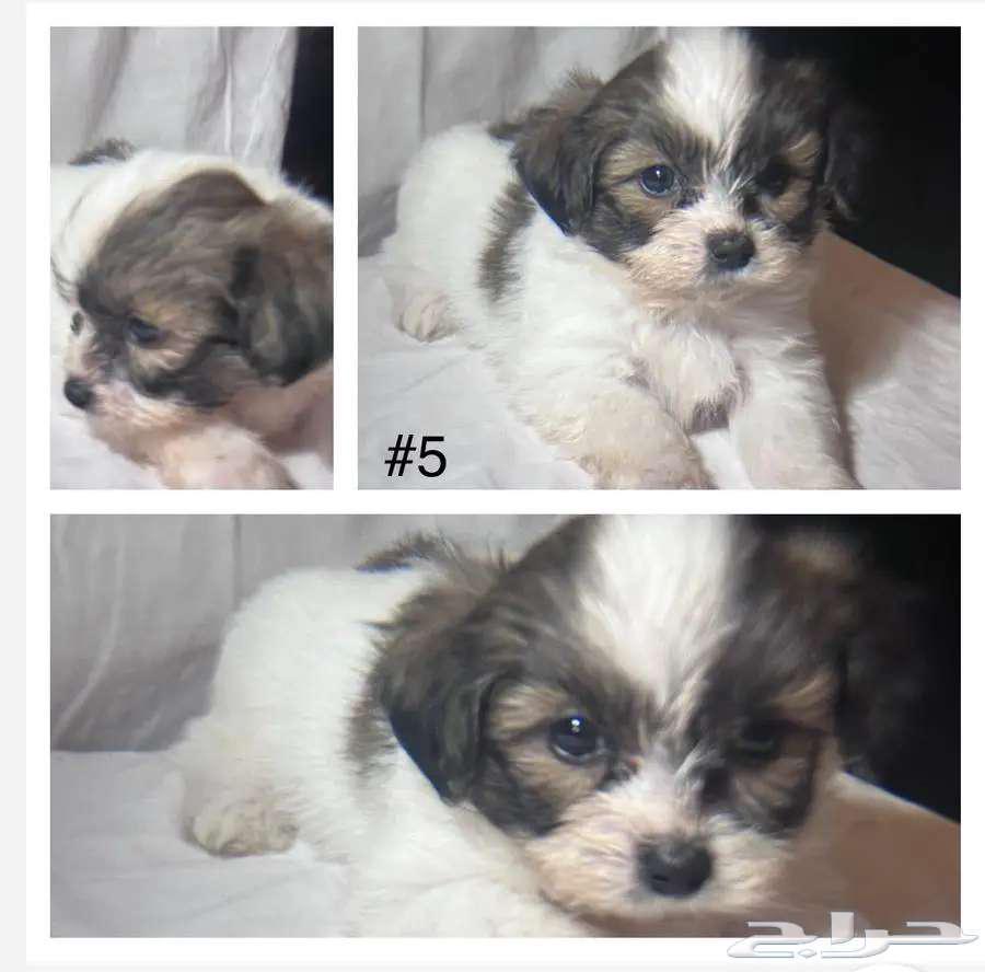 كلب مالتيز مكس64399258095235110