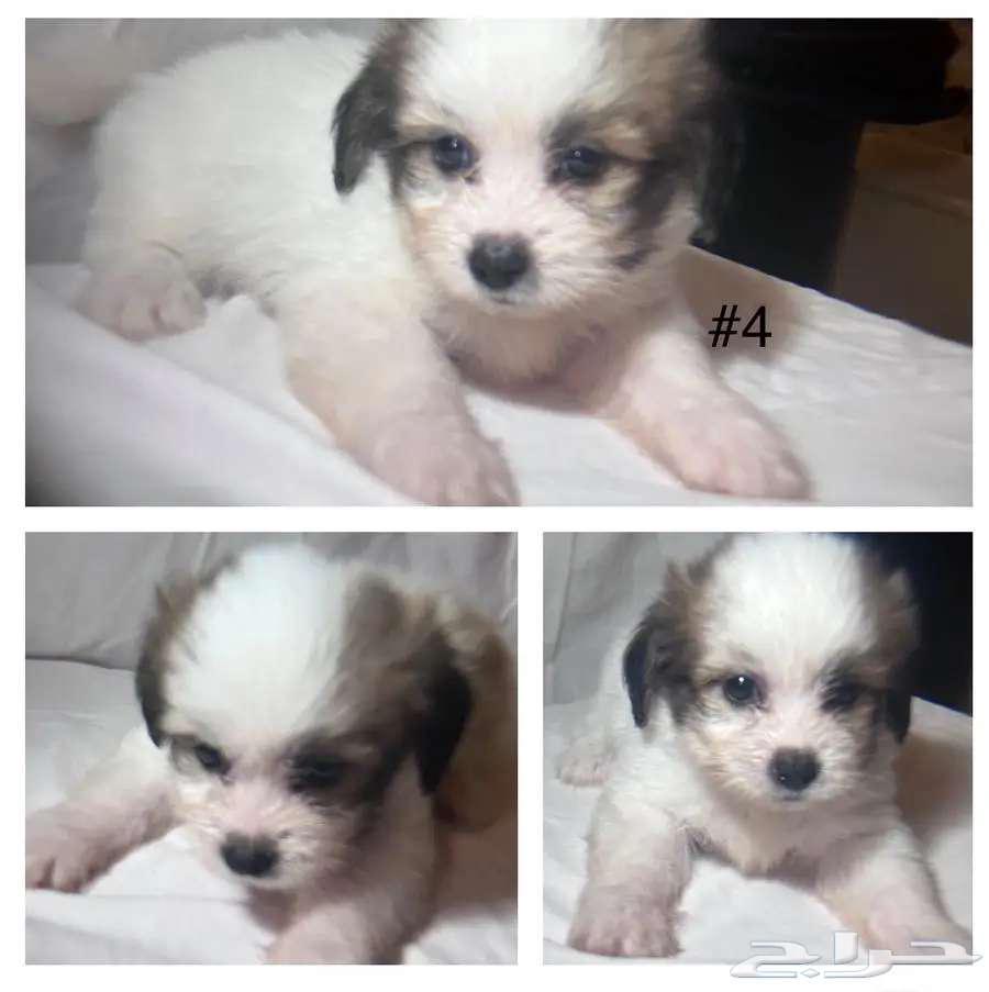 كلب مالتيز مكس64399258095235111