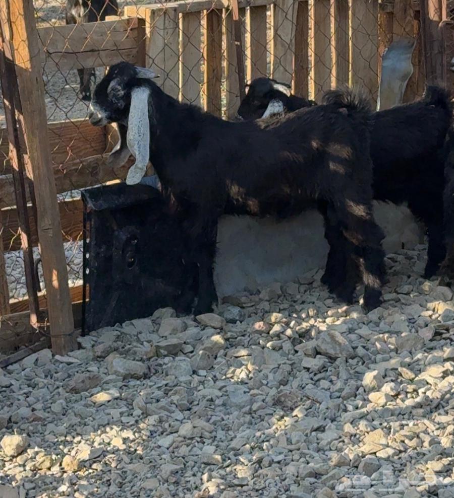 تيس عارضي صنف مشروع فحل64401299946113110