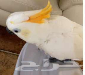 أنثى ببغاء كوكاتو نادرة كان 7000 أصبح 500064404000195075113
