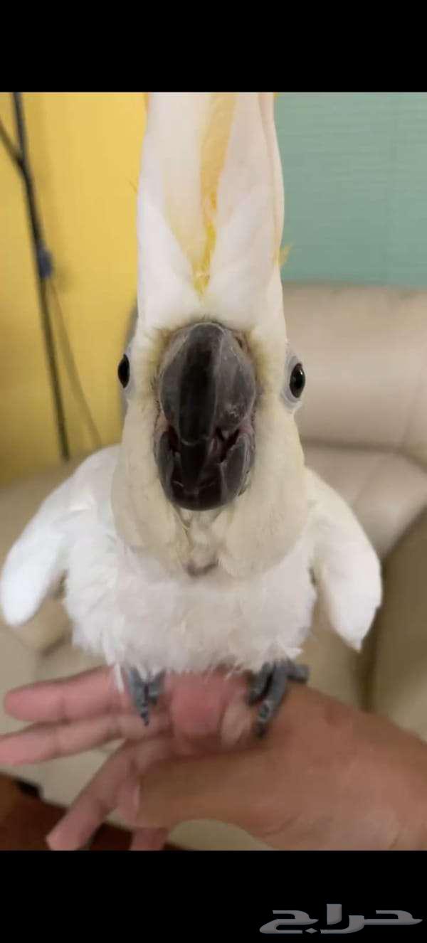 أنثى ببغاء كوكاتو نادرة كان 7000 أصبح 500064404000195075111