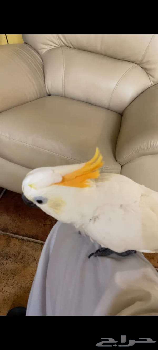 أنثى ببغاء كوكاتو نادرة كان 7000 أصبح 500064404000195075110