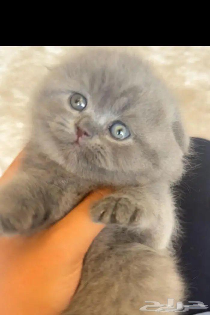 سكوتش فولد تم البيع الله يبارك لراعيها64402036303361110