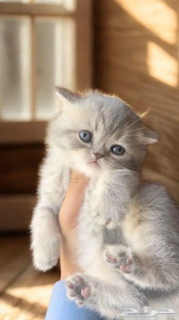 سكوتش فولد تم البيع الله يبارك لراعيها64402036303361112