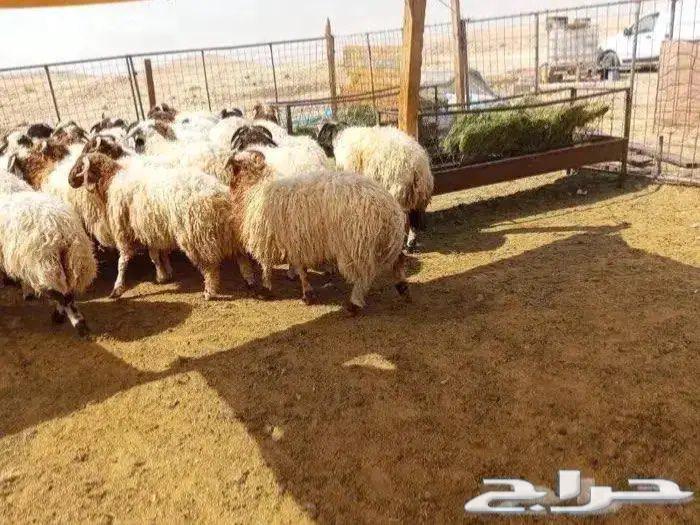 Naaimi Slaughters, Keys and Fridge with Slaughter, Packaging and Delivery64401411119106111