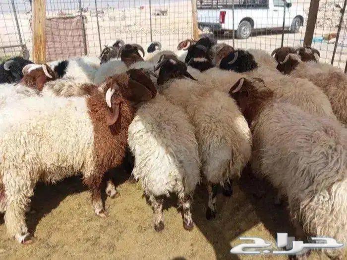 Naaimi Slaughters, Keys and Fridge with Slaughter, Packaging and Delivery64401411119106113