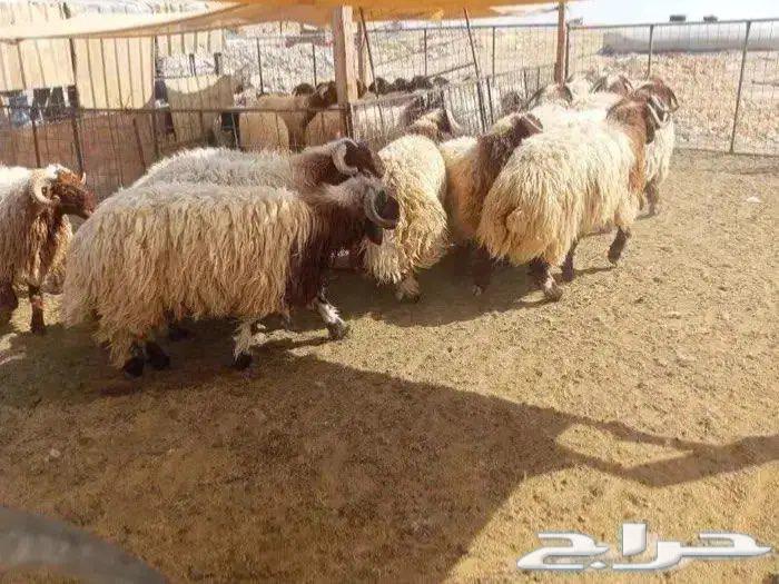 Naaimi Slaughters, Keys and Fridge with Slaughter, Packaging and Delivery64401411119106112