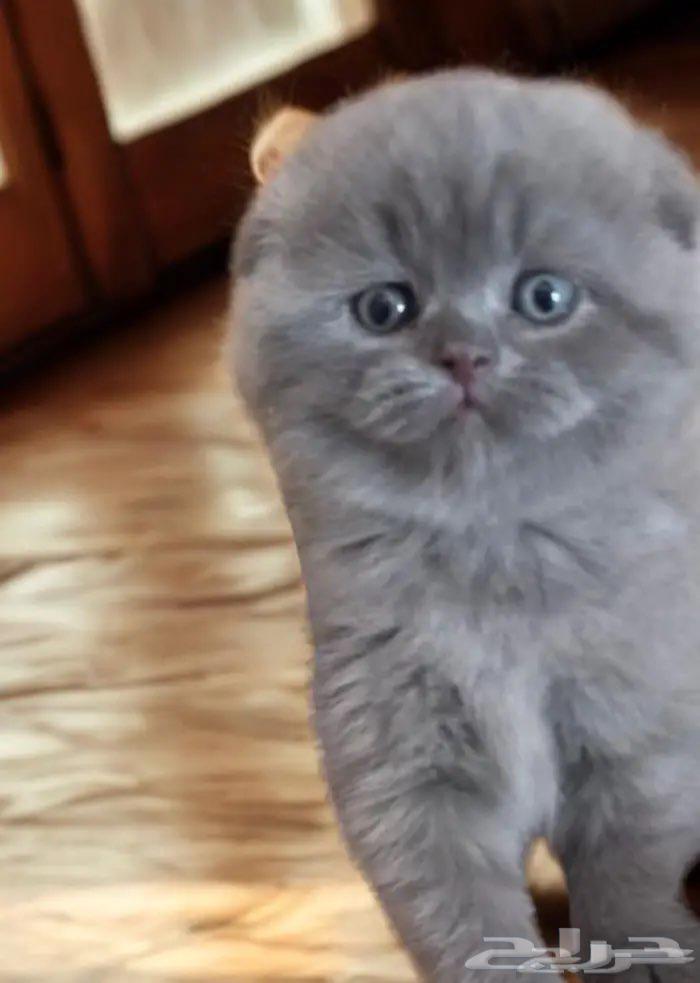 سكوتش فولد تم البيع الله يبارك لراعيها64402036303361111