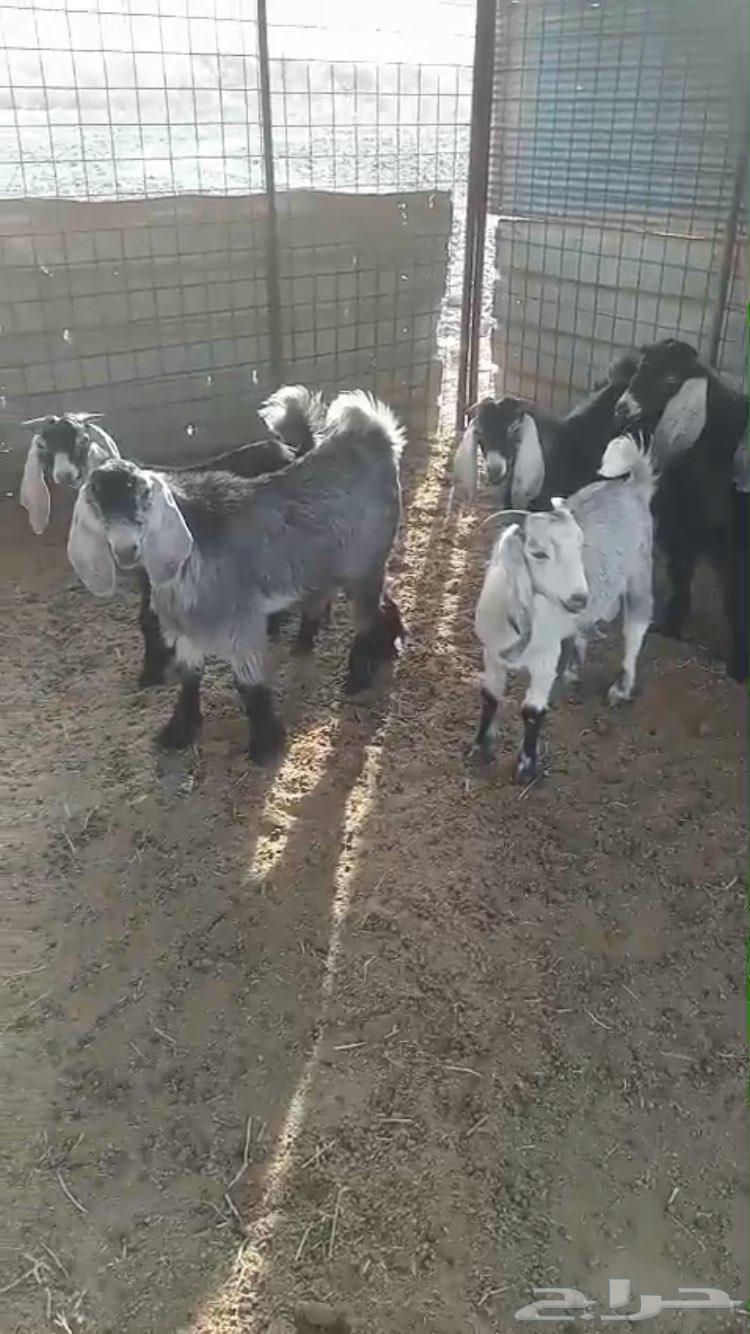 Tios Mandi and Refrigerator64401814270721110