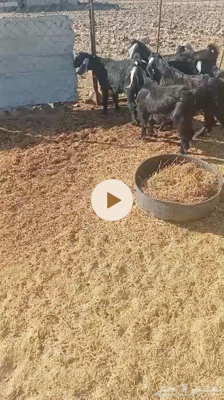 Tios Mandi and Refrigerator64401814270721111