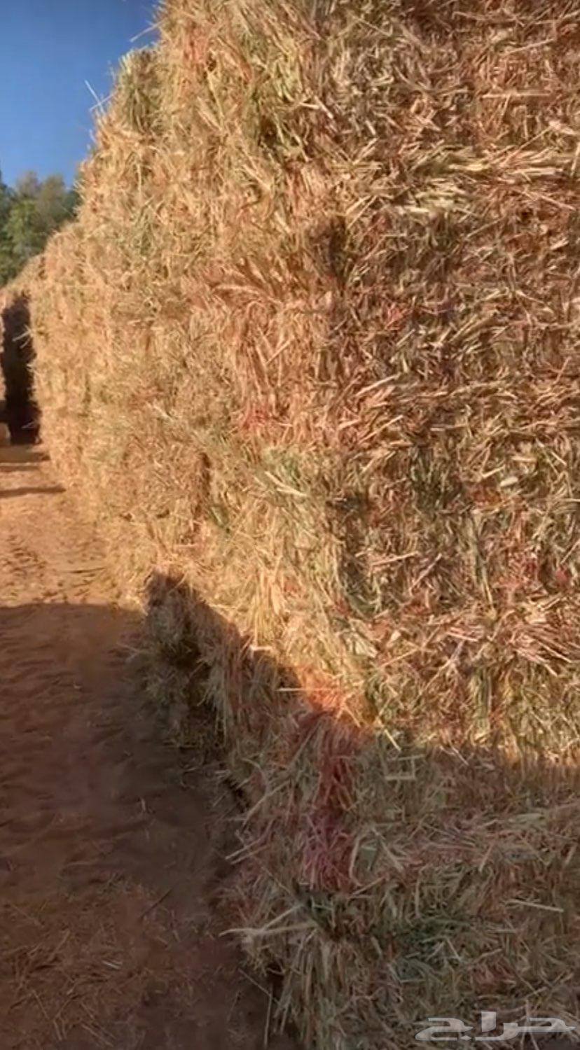 علف قصب ذره ورق64403331774211110