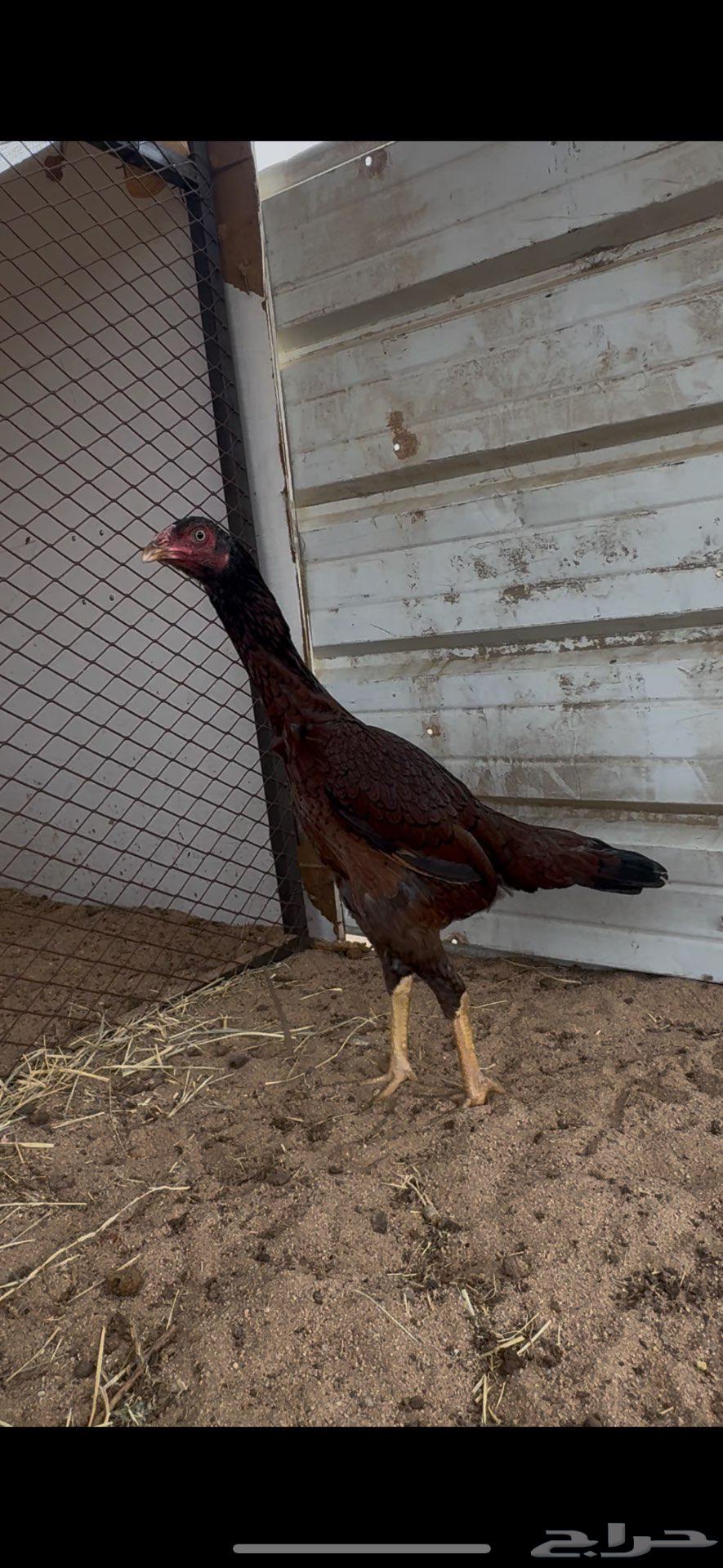 Chick with shaded feathers64401578206467111