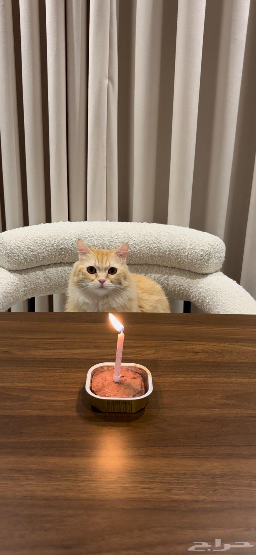 قط للبيع64401744752641114