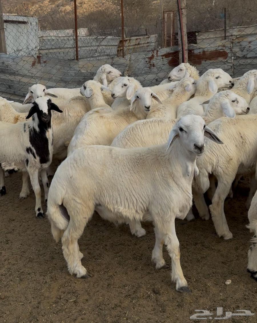 ذبايح طليان حريه سواكن مع التوصيل64401300012291110