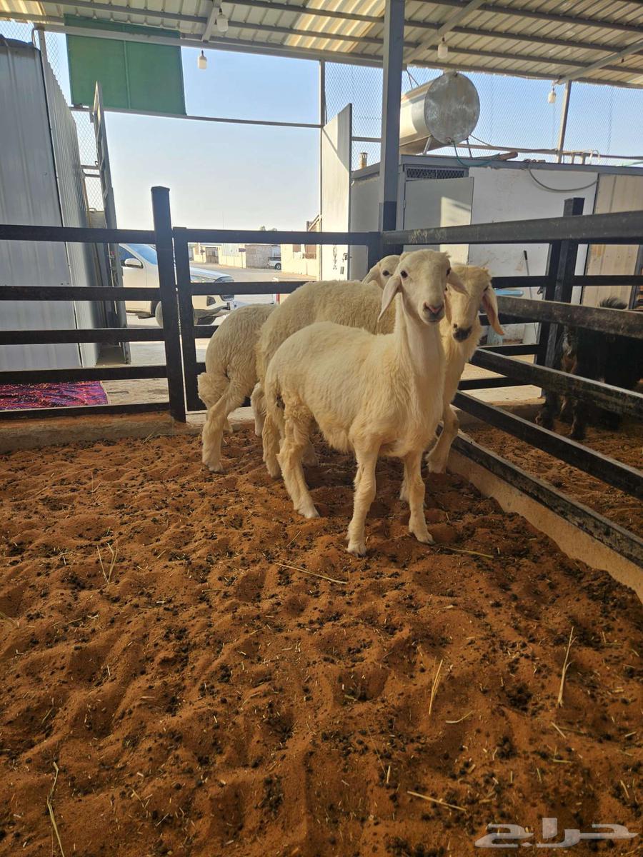 Freshly slaughtered sheep.64402748056065110