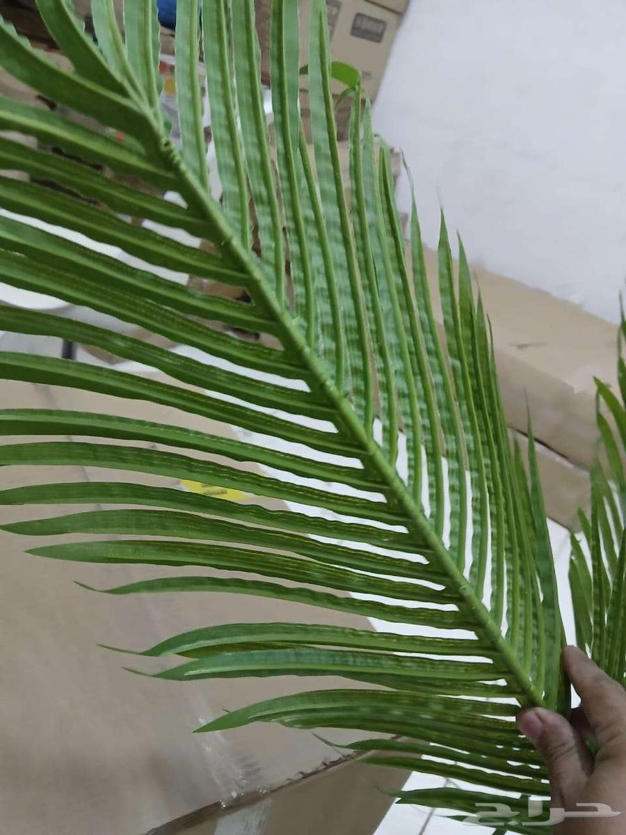 Decorative palm tree64429237177091111