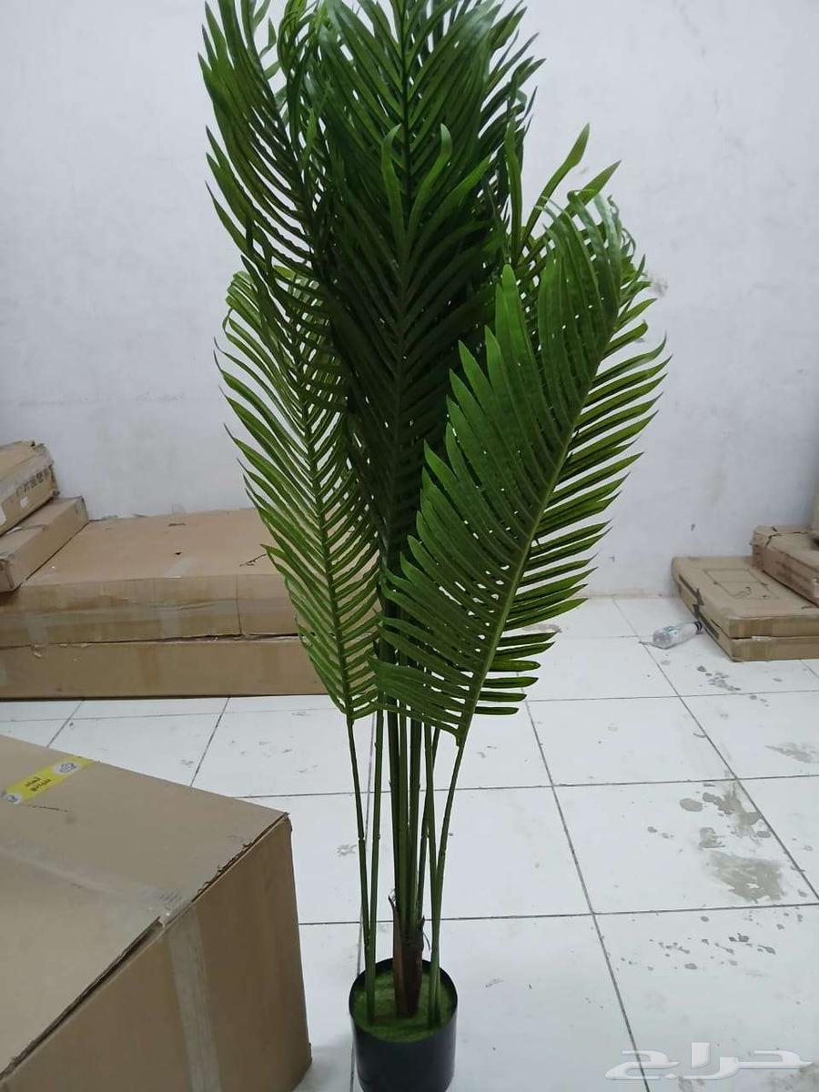 Decorative palm tree64429237177091114