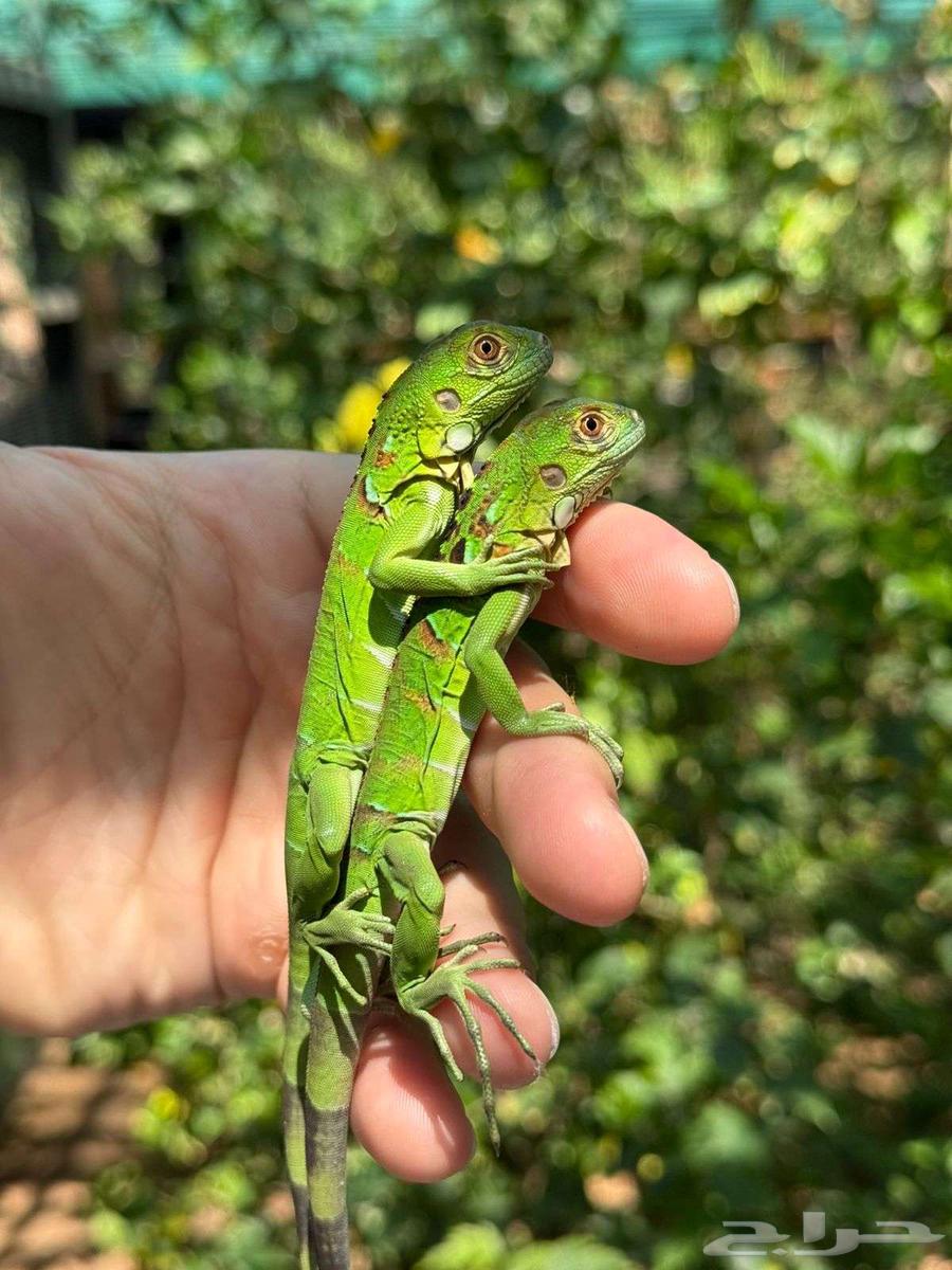 لاقوانا للبيع64404292177795110