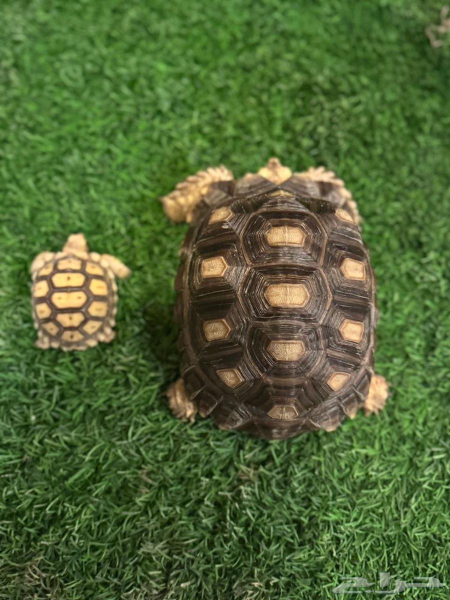 سلاحف سولكاتا للبيع مختلف الأعمار64404459023233114