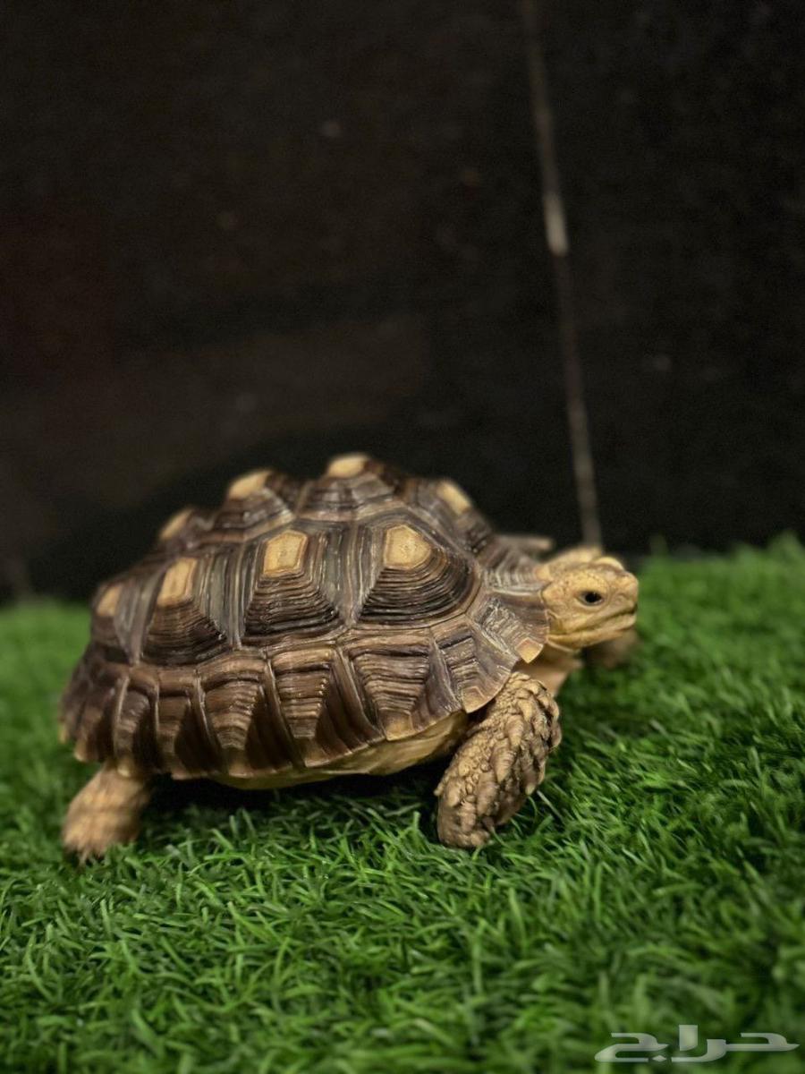 سلاحف سولكاتا للبيع مختلف الأعمار64404459023233110