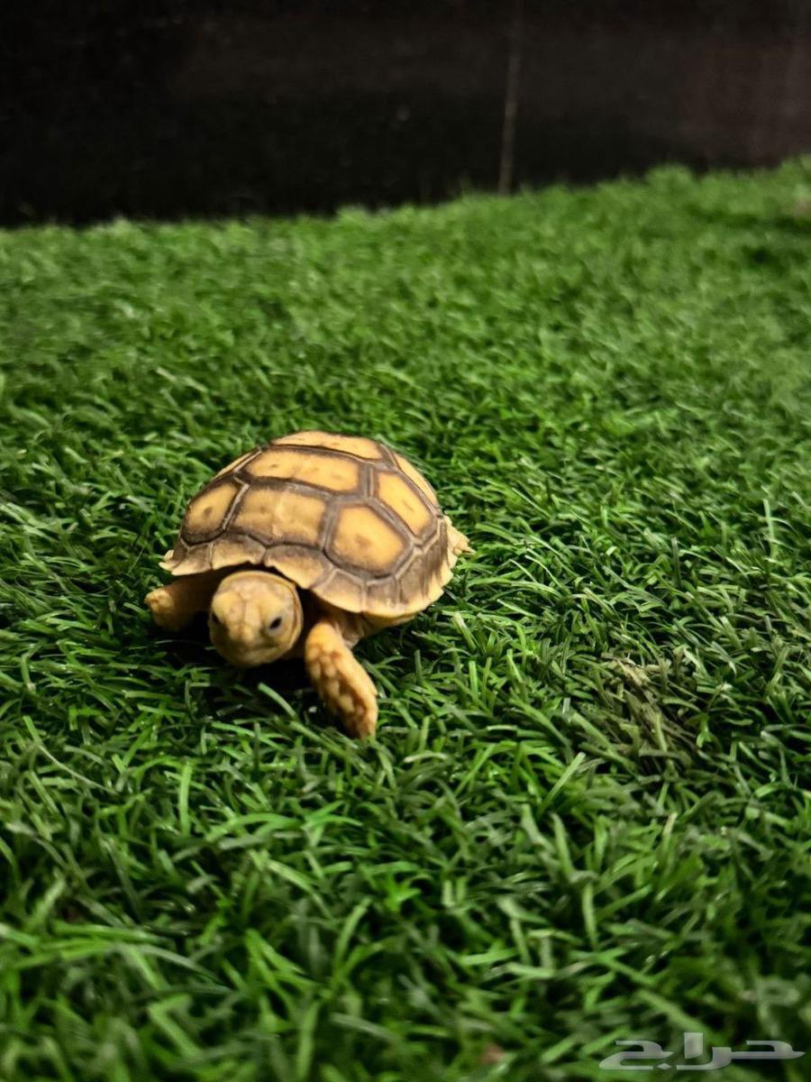 سلاحف سولكاتا للبيع مختلف الأعمار64404459023233112