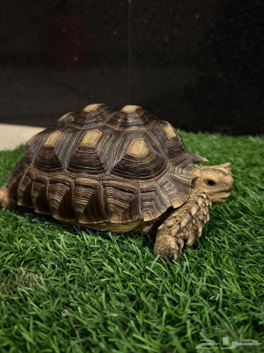 سلاحف سولكاتا للبيع مختلف الأعمار64404459023233111