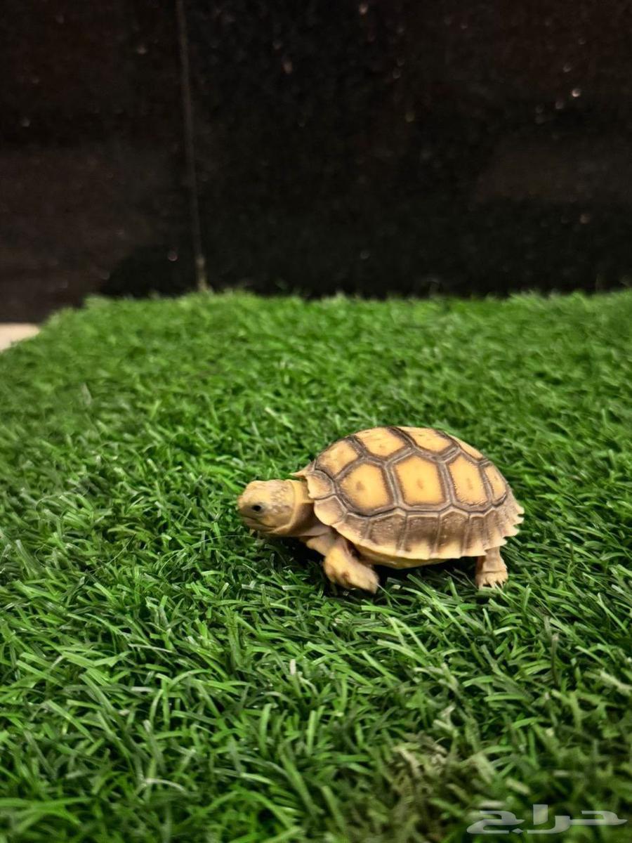 سلاحف سولكاتا للبيع مختلف الأعمار64404459023233113