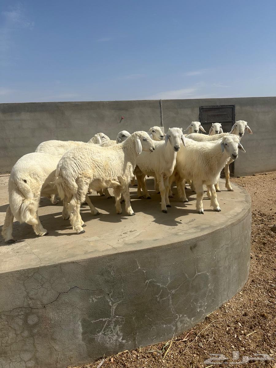 طليان للبيع64405472736258111