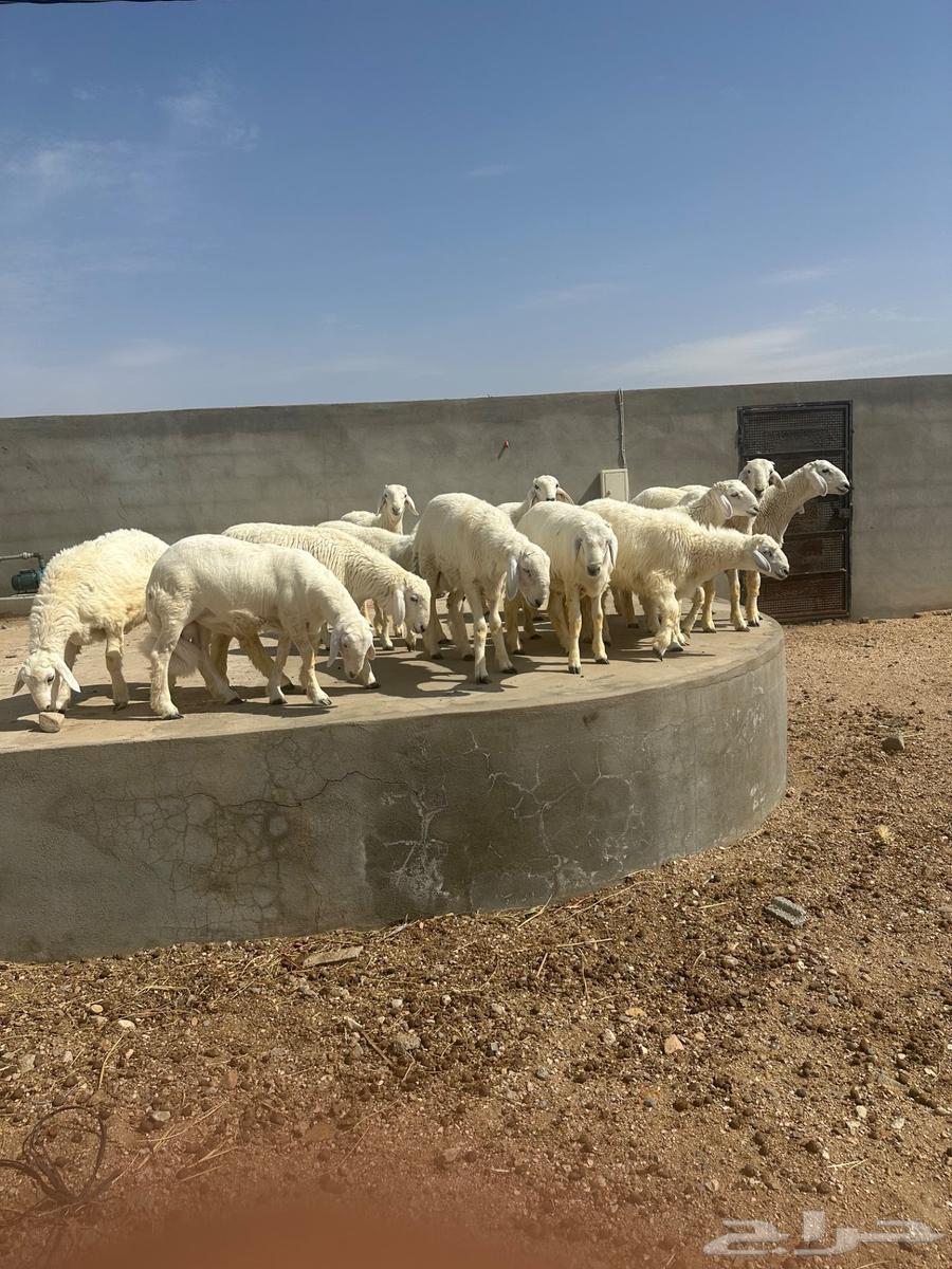 طليان للبيع64405472736258112